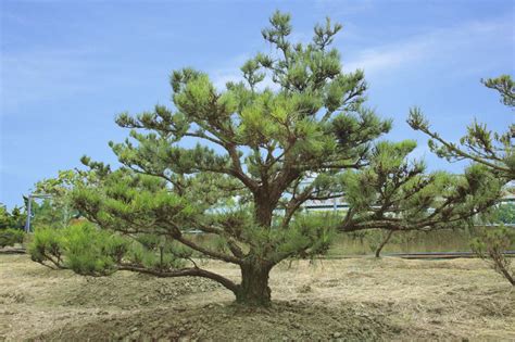 黑松樹風水|黑松